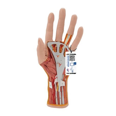 Internal Hand Structure Model - W/ 3B Smart Anatomy